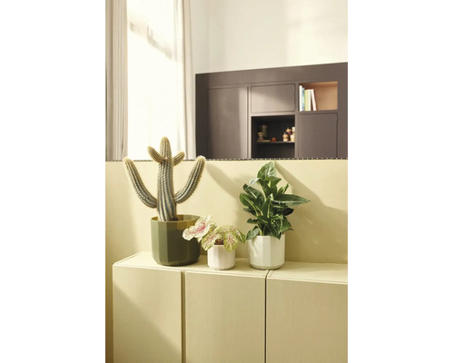 Trois plantes d'intérieur, dont un cactus et des plantes vertes, dans des pots sur un meuble dans une pièce lumineuse et moderne.