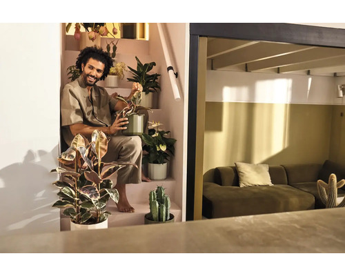 Un homme assis dans un escalier entouré de plantes d'intérieur, dont un Ficus et des cactus, dans une pièce de vie moderne et lumineuse.