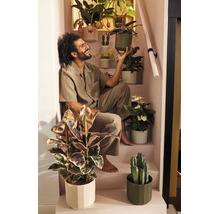 Homme souriant assis dans un escalier entouré de diverses plantes d'intérieur comme un caoutchouc, un cactus et un anthurium en pots.