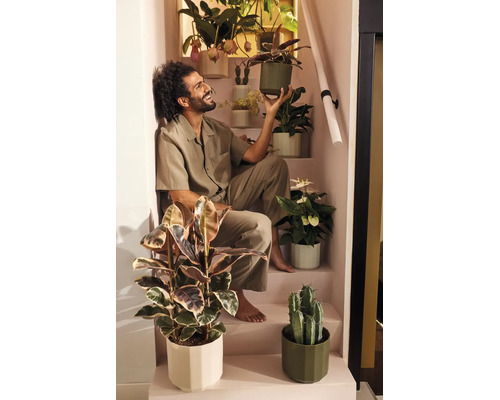 Homme souriant assis dans un escalier entouré de diverses plantes d'intérieur comme un caoutchouc, un cactus et un anthurium en pots.