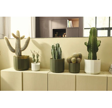 Divers cactus dans des pots modernes verts et blancs disposés sur un buffet clair dans un salon lumineux et organisé.