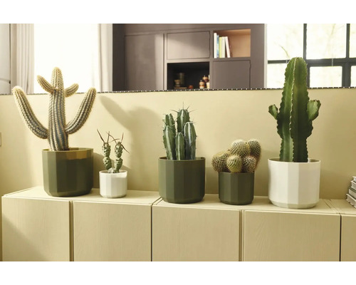 Divers cactus dans des pots modernes verts et blancs disposés sur un buffet clair dans un salon lumineux et organisé.