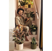 Un homme souriant est assis sur un escalier, entouré de diverses plantes d'intérieur dans des pots de fleurs modernes, comme un ficus et un cactus.