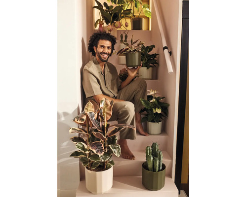 Un homme souriant est assis sur un escalier, entouré de diverses plantes d'intérieur dans des pots de fleurs modernes, comme un ficus et un cactus.