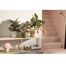 Plantes d'intérieur dans des cache-pots à facettes sur une étagère métallique claire à côté d'un escalier au style moderne.