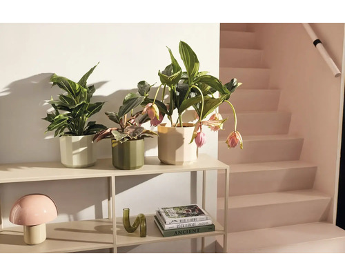 Plantes d'intérieur dans des cache-pots à facettes sur une étagère métallique claire à côté d'un escalier au style moderne.