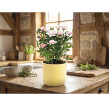 Rosier d'intérieur en fleurs dans un pot jaune sur un plan de travail en bois dans une cuisine rustique et lumineuse.