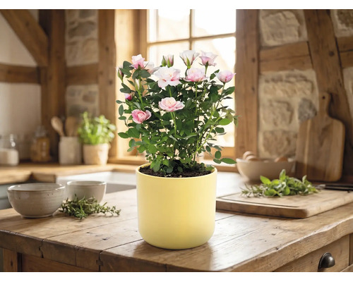 Rosier d'intérieur en fleurs dans un pot jaune sur un plan de travail en bois dans une cuisine rustique et lumineuse.