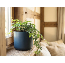 Vigne d appartement Cissus rhombifolia dans un pot en céramique bleu sur un rebord de fenêtre en bois.