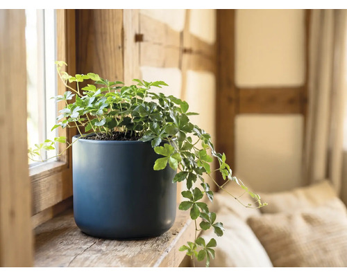 Vigne d appartement Cissus rhombifolia dans un pot en céramique bleu sur un rebord de fenêtre en bois.