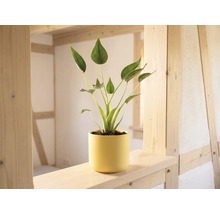 Plante verte d'intérieur dans un cache-pot jaune sur une poutre en bois clair dans une pièce lumineuse à structure en bois.