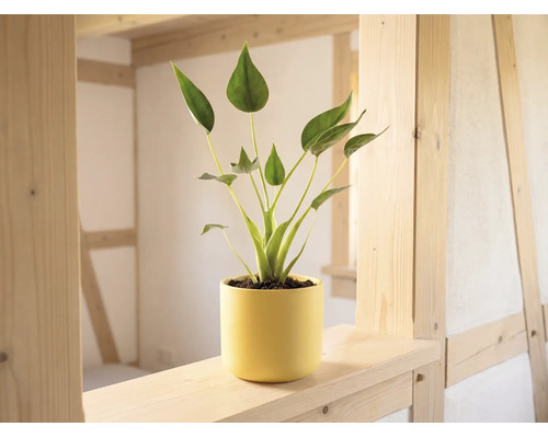 Plante verte d'intérieur dans un cache-pot jaune sur une poutre en bois clair dans une pièce lumineuse à structure en bois.