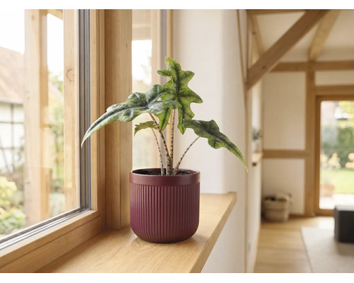 Plante d intérieur Alocasia Jacklyn dans un cache-pot rainuré sur un rebord de fenêtre en bois.