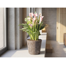 Plante d intérieur Zantedeschia rose dans un pot brun sur un rebord de fenêtre dans une pièce lumineuse et moderne.