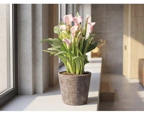 Plante d intérieur Zantedeschia rose dans un pot brun sur un rebord de fenêtre dans une pièce lumineuse et moderne.