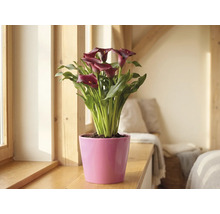 Calla Zantedeschia aux fleurs rouge foncé dans un pot rose sur un rebord de fenêtre en bois dans une pièce lumineuse.