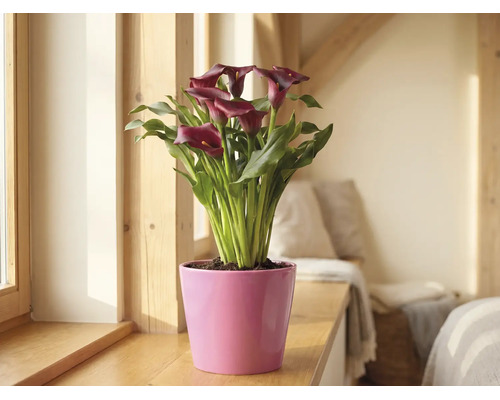 Calla Zantedeschia aux fleurs rouge foncé dans un pot rose sur un rebord de fenêtre en bois dans une pièce lumineuse.