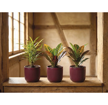 Trois crotons différents dans des pots foncés à rainures sur un rebord en bois rustique dans une pièce lumineuse.