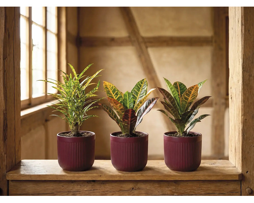 Trois crotons différents dans des pots foncés à rainures sur un rebord en bois rustique dans une pièce lumineuse.