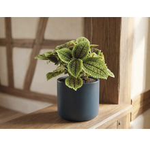 Pilea involucrata Moon Valley dans un pot en céramique bleu foncé sur une étagère en bois.