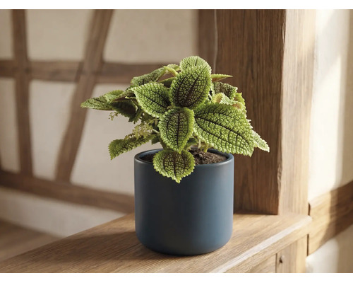 Pilea involucrata Moon Valley dans un pot en céramique bleu foncé sur une étagère en bois.
