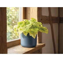 Plante intérieur vert clair dans un pot bleu rond sur un rebord de fenêtre en bois dans une pièce lumineuse et rustique.