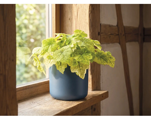 Plante intérieur vert clair dans un pot bleu rond sur un rebord de fenêtre en bois dans une pièce lumineuse et rustique.