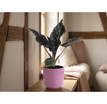 Plante d'intérieur Alocasia dans un cache-pot rose nervuré sur une étagère en bois dans une pièce lumineuse avec des poutres et des coussins.