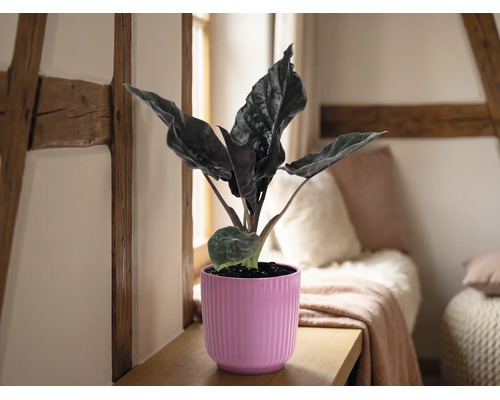 Plante d'intérieur Alocasia dans un cache-pot rose nervuré sur une étagère en bois dans une pièce lumineuse avec des poutres et des coussins.