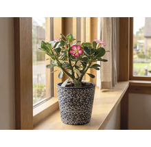 Rose du désert Adenium en fleurs dans un pot décoratif sur un rebord de fenêtre en bois.