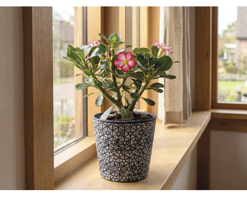 Rose du désert Adenium en fleurs dans un pot décoratif sur un rebord de fenêtre en bois.