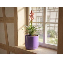 Bromélia avec fleur rouge dans un cache-pot violet sur un rebord de fenêtre en bois devant une fenêtre.