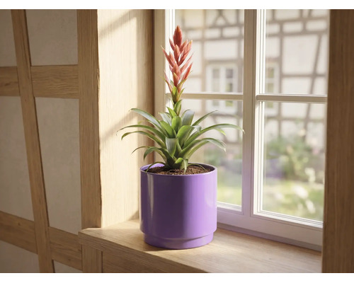 Bromélia avec fleur rouge dans un cache-pot violet sur un rebord de fenêtre en bois devant une fenêtre.