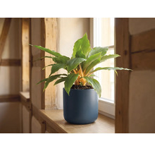 Plante d'intérieur aux tiges orange dans un pot bleu foncé mat sur un rebord de fenêtre en bois.