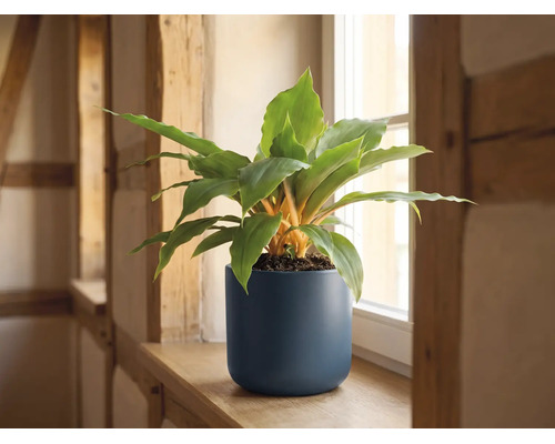 Plante d'intérieur aux tiges orange dans un pot bleu foncé mat sur un rebord de fenêtre en bois.