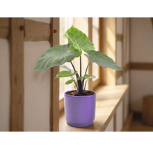 Plante d intérieur Alocasia avec de grandes feuilles vertes dans un cache-pot en céramique violet sur un rebord de fenêtre en bois.