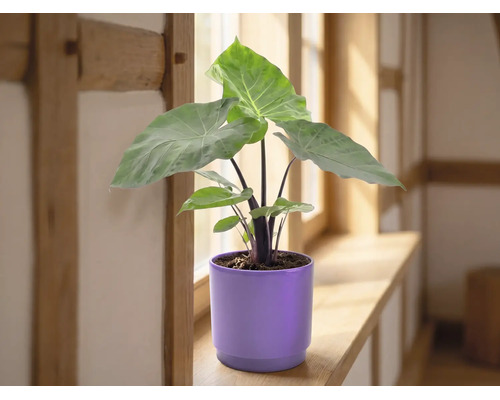 Plante d intérieur Alocasia avec de grandes feuilles vertes dans un cache-pot en céramique violet sur un rebord de fenêtre en bois.