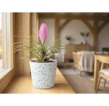 Tillandsia cyanea in einem Terrazzo-Topf auf einem hölzernen Fensterbrett in einem hellen Wohnraum.