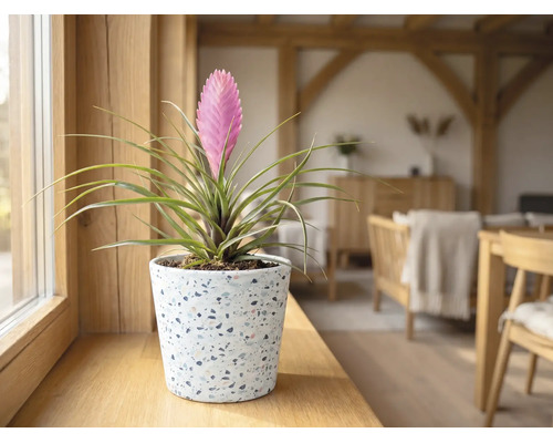 Tillandsia cyanea in einem Terrazzo-Topf auf einem hölzernen Fensterbrett in einem hellen Wohnraum.