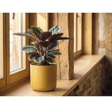 Plante d'intérieur Calathea dans un pot en céramique jaune sur un rebord de fenêtre en bois.