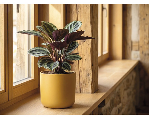Plante d'intérieur Calathea dans un pot en céramique jaune sur un rebord de fenêtre en bois.