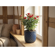 Miniatur-Rosenstock mit roten Blüten in einem blauen Keramiktopf auf einer hölzernen Fensterbank in einem hellen Raum.