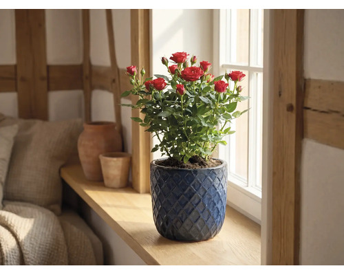 Miniatur-Rosenstock mit roten Blüten in einem blauen Keramiktopf auf einer hölzernen Fensterbank in einem hellen Raum.