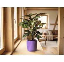 Plante d'intérieur Calathea dans un cache-pot violet sur un rebord de fenêtre en bois dans une pièce de vie lumineuse et moderne.