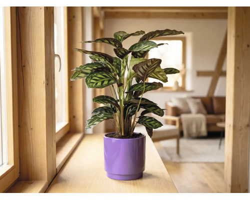 Plante d'intérieur Calathea dans un cache-pot violet sur un rebord de fenêtre en bois dans une pièce de vie lumineuse et moderne.