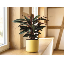Plante d intérieur Calathea dans un pot en céramique jaune sur un rebord de fenêtre en bois dans une pièce lumineuse.