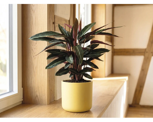 Plante d intérieur Calathea dans un pot en céramique jaune sur un rebord de fenêtre en bois dans une pièce lumineuse.
