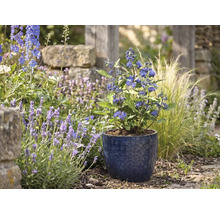 Blaubart in einem blauen Keramiktopf mit Muster in einem hellen Gartenbeet zwischen Lavendel und Ziergräsern.