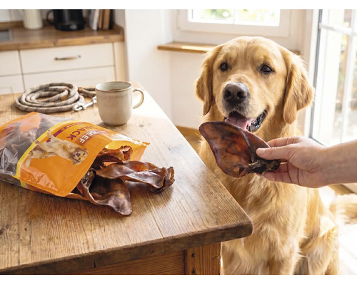 Friandises pour chiens MR. BEEF oreilles de porc 400 g friandises à mâcher