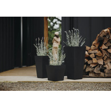 Trois pots de fleurs carrés noirs de tailles différentes avec des plantes argentées sur une terrasse à côté de bois de chauffage.